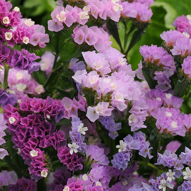 勿忘我种子勿忘草易种花草花卉盆栽庭院室内室外植物四季花种