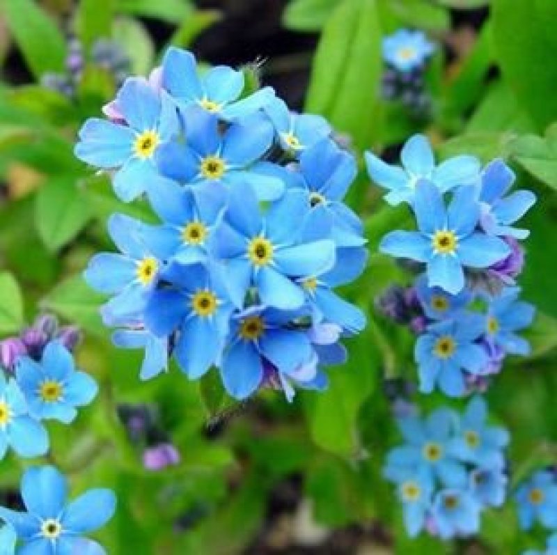 勿忘我种子勿忘草易种花草花卉盆栽庭院室内室外植物四季花种