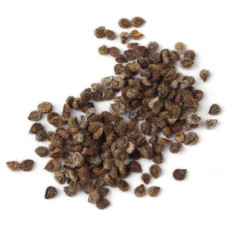 勿忘我种子勿忘草易种花草花卉盆栽庭院室内室外植物四季花种