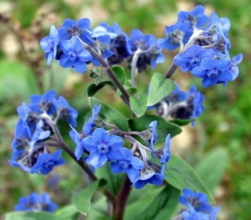 勿忘我种子勿忘草易种花草花卉盆栽庭院室内室外植物四季花种