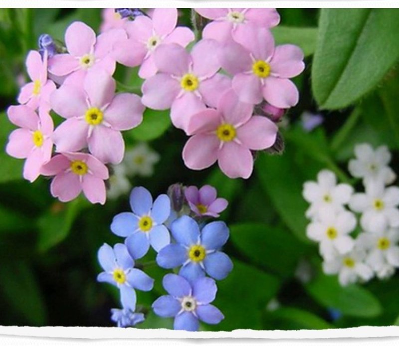 勿忘我种子勿忘草易种花草花卉盆栽庭院室内室外植物四季花种