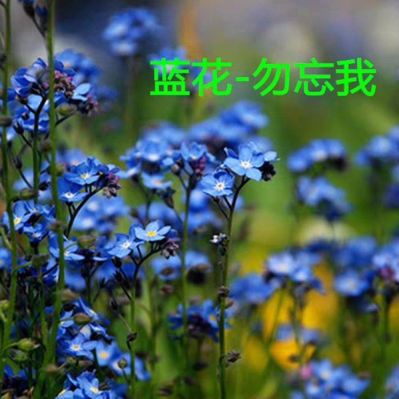 勿忘我种子勿忘草易种花草花卉盆栽庭院室内室外植物四季花种