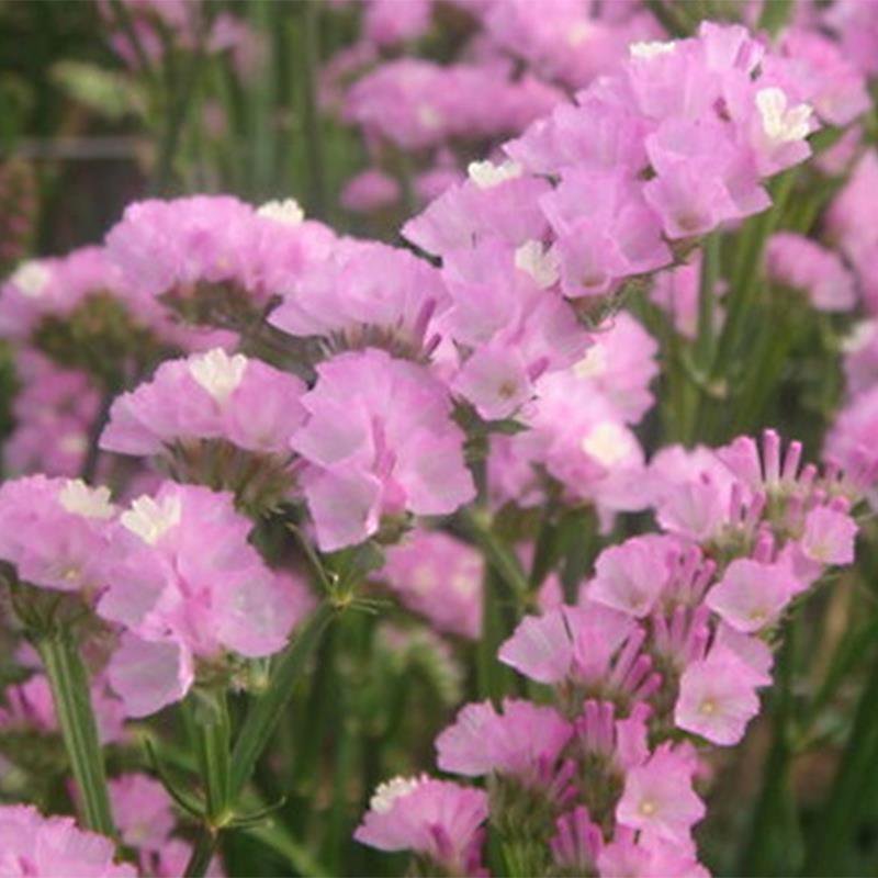 勿忘我种子勿忘草易种花草花卉盆栽庭院室内室外植物四季花种