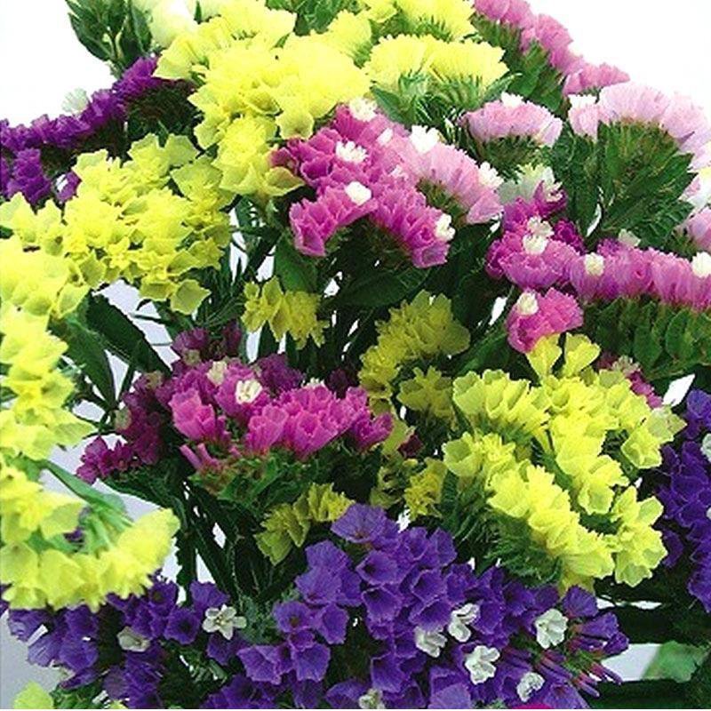 勿忘我种子勿忘草易种花草花卉盆栽庭院室内室外植物四季花种