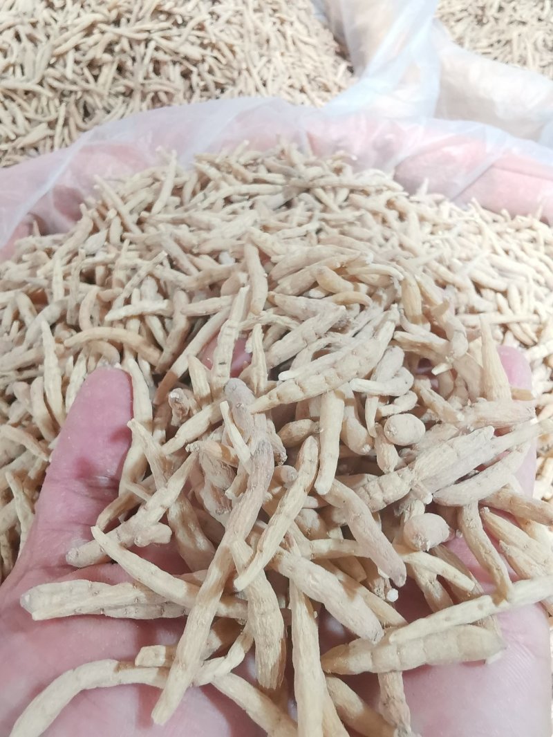 【精品】剪头粗条太子参无硫不酸非常粉批发零售