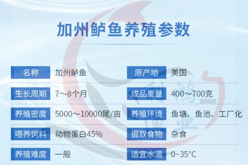 加州鲈鱼苗优鲈一号训料苗快大效益好