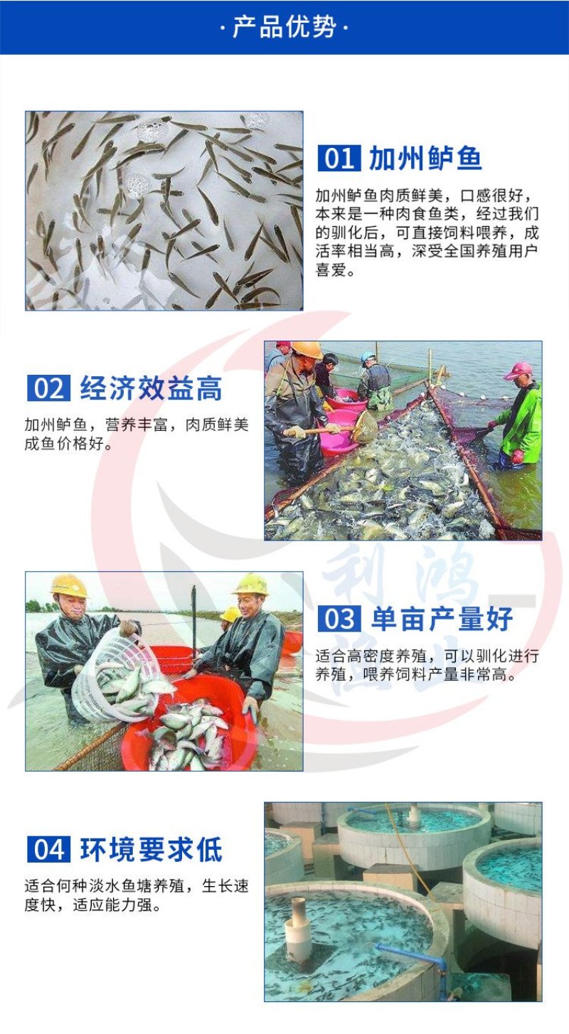 加州鲈鱼苗优鲈一号训料苗快大效益好