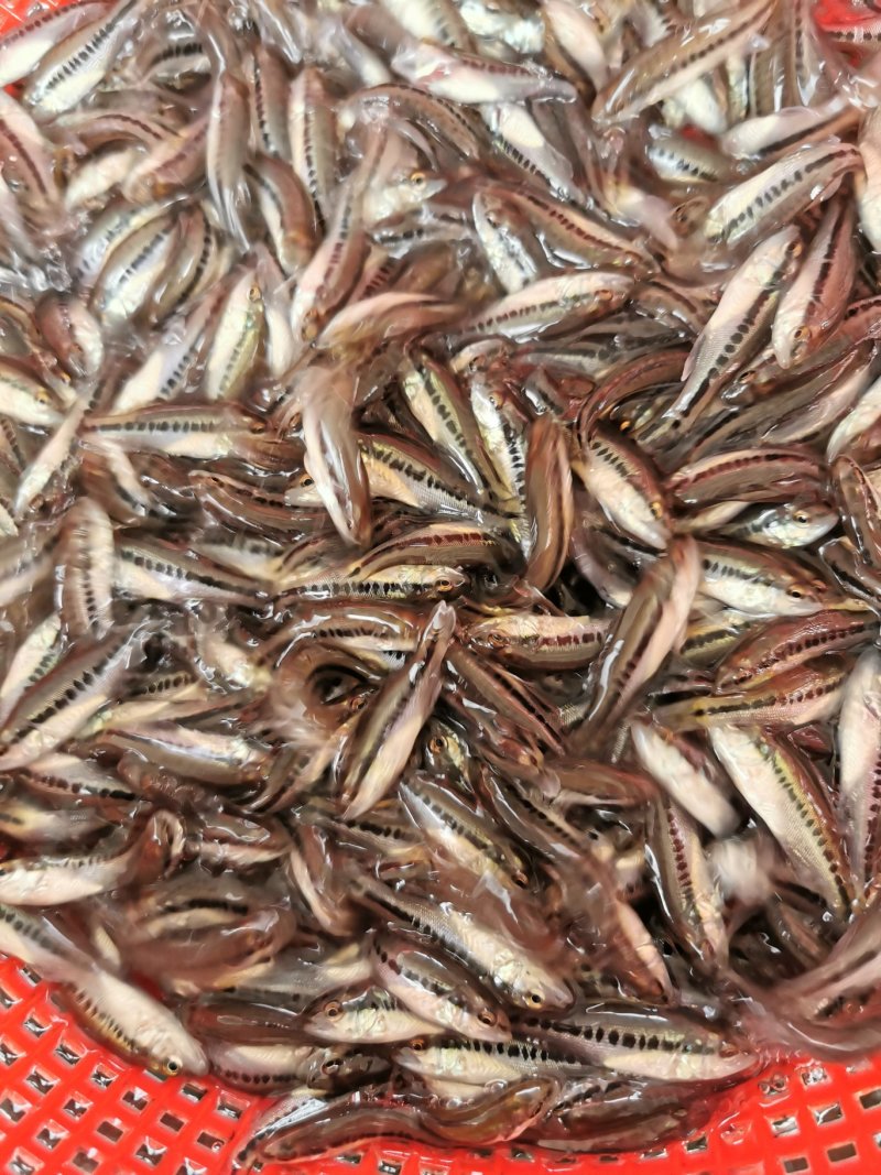 加州鲈鱼苗优鲈一号训料苗快大效益好