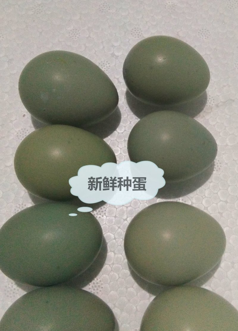 七彩山鸡种蛋美丽七彩受精蛋环境好受精高漂亮可观赏山鸡种蛋