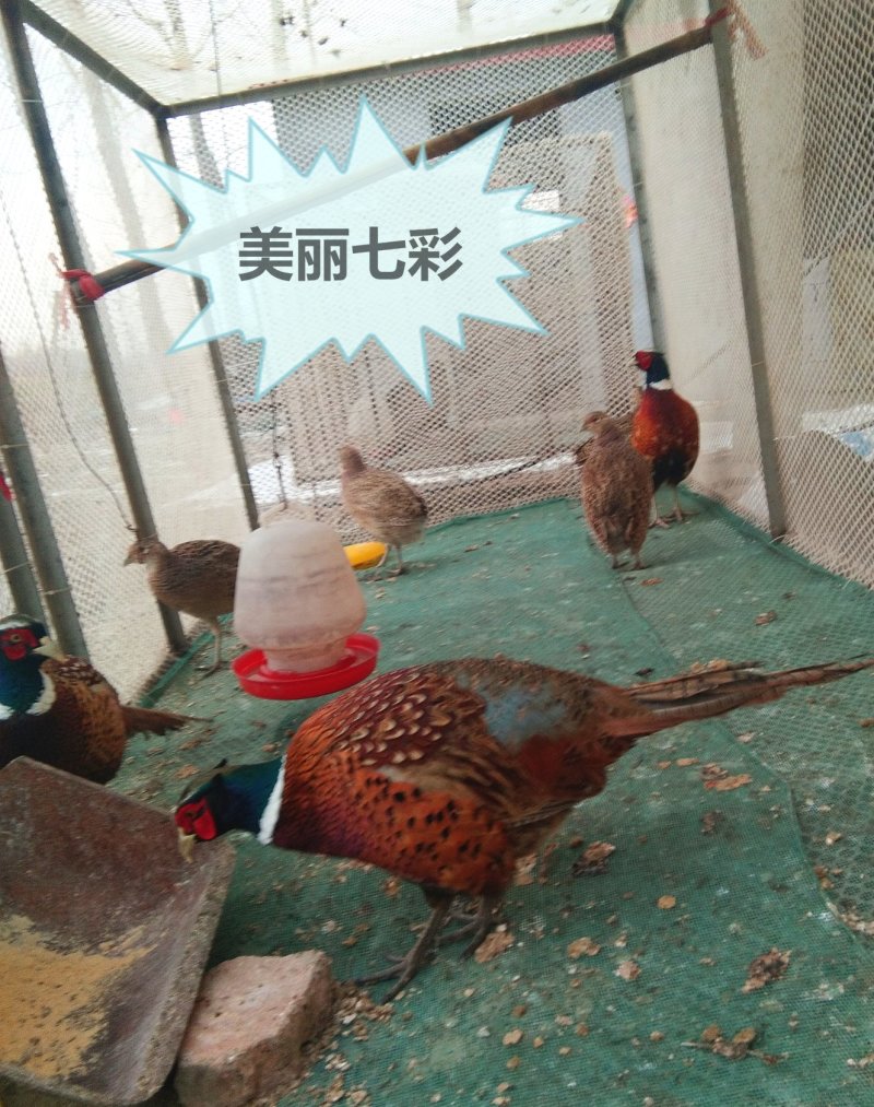 七彩山鸡种蛋美丽七彩受精蛋环境好受精高漂亮可观赏山鸡种蛋