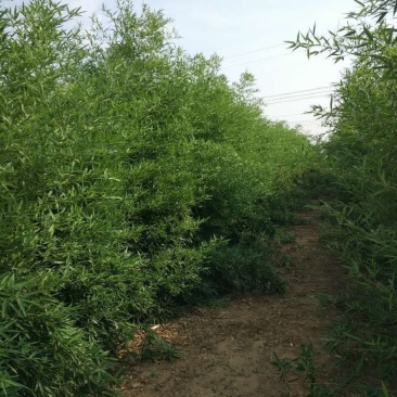 自产自销大量出售各个规格竹苗工程苗青竹紫竹黄金竹金镶玉竹