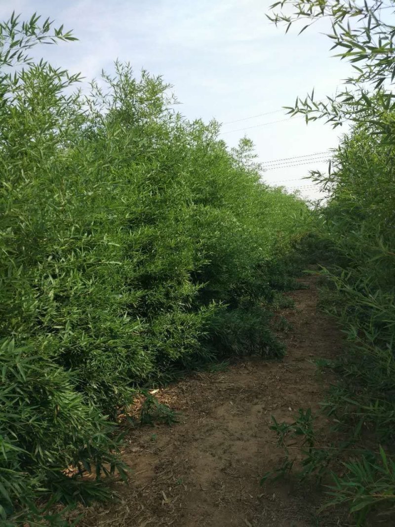 自产自销大量出售各个规格竹苗工程苗青竹紫竹黄金竹金镶玉竹
