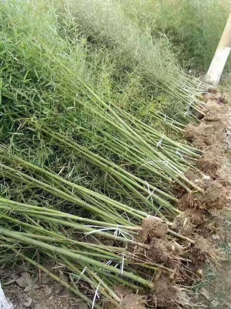自产自销大量出售各个规格竹苗工程苗青竹紫竹黄金竹金镶玉竹