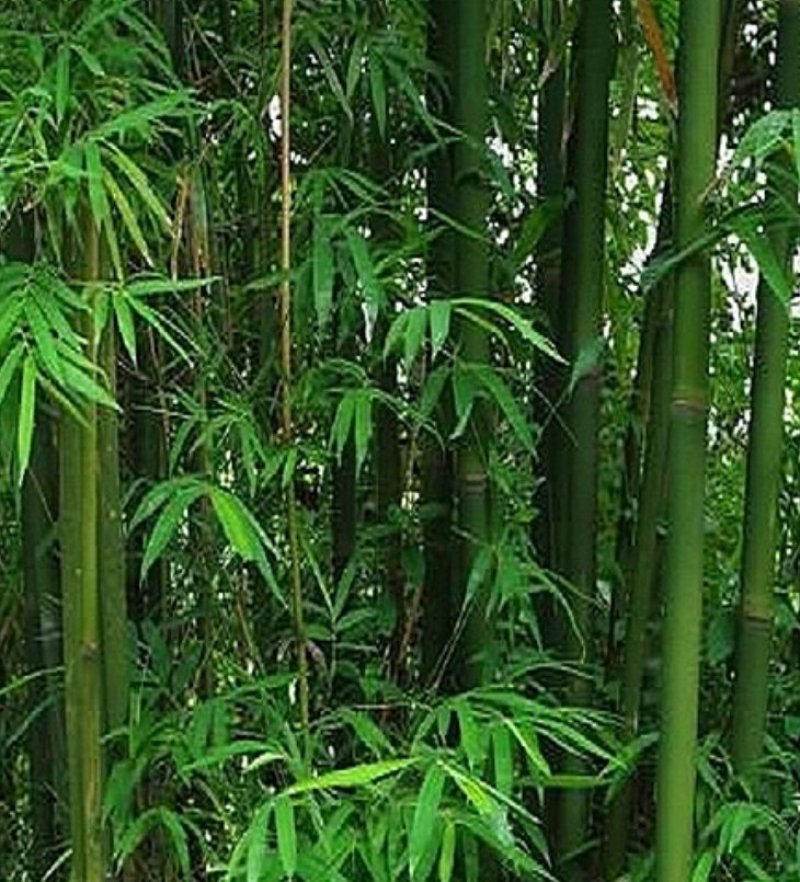自产自销大量出售各个规格竹苗工程苗青竹紫竹黄金竹金镶玉竹