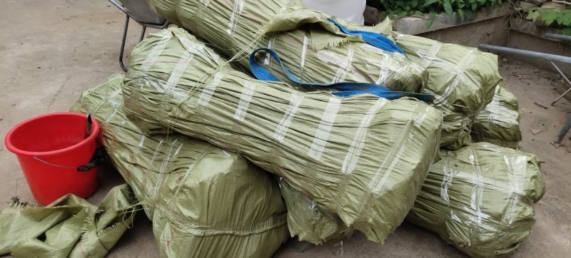 自产自销大量出售各个规格竹苗工程苗青竹紫竹黄金竹金镶玉竹