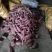 精选西瓜红，条形好看，无虫眼，口感甜，色泽光滑！