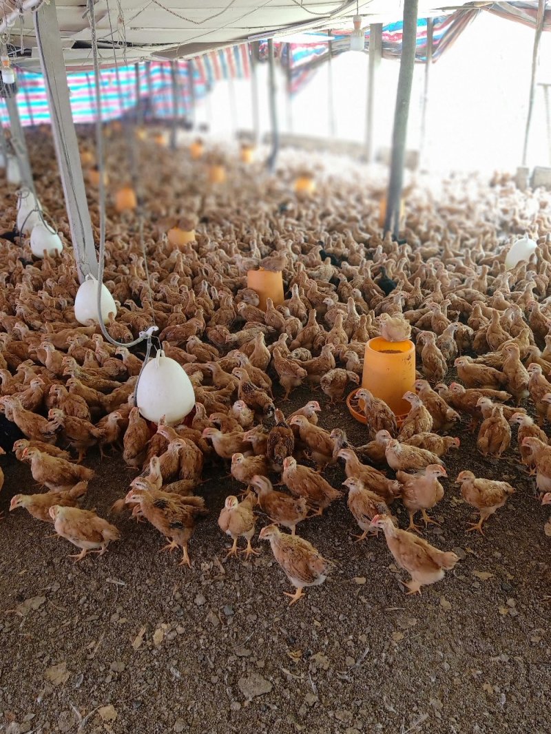 童鸡！！三黄阉！灵山土阉！！麻阉！！大量童阉鸡岀售