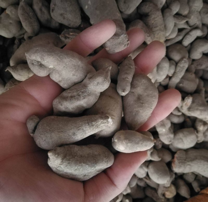 三叶青金丝吊各种规格批发零售中药材