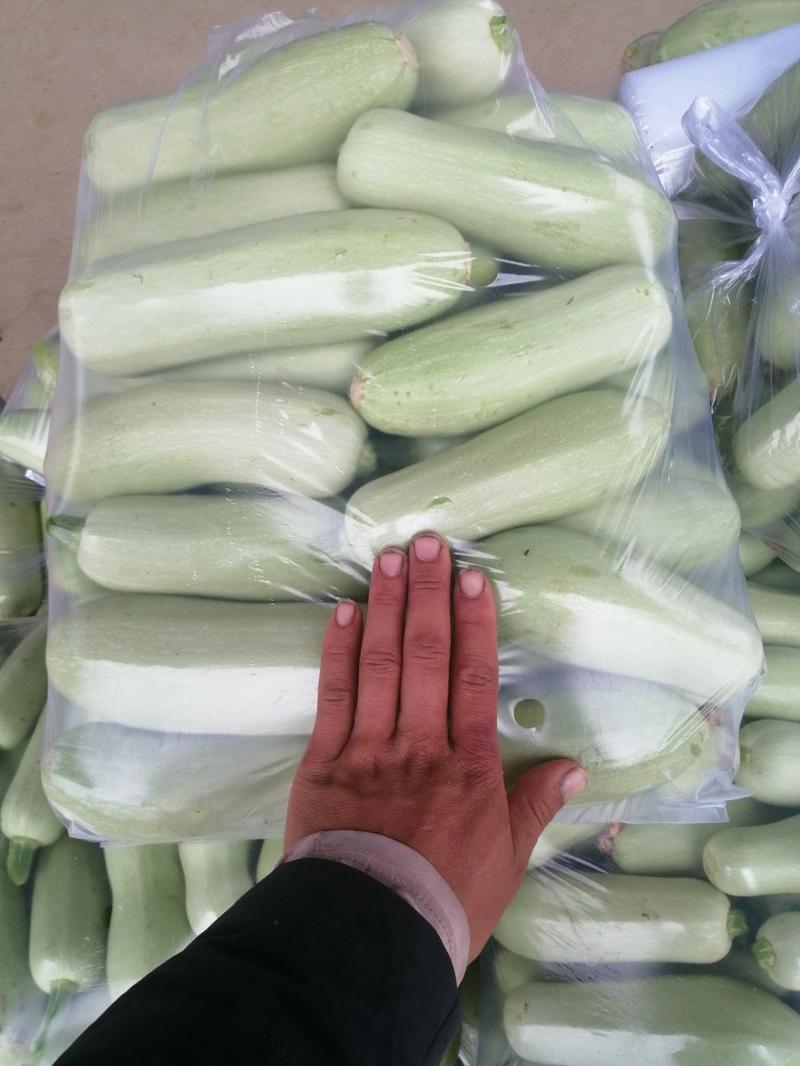 【好货】西葫芦精品绿皮西葫芦大量上市可视频看货