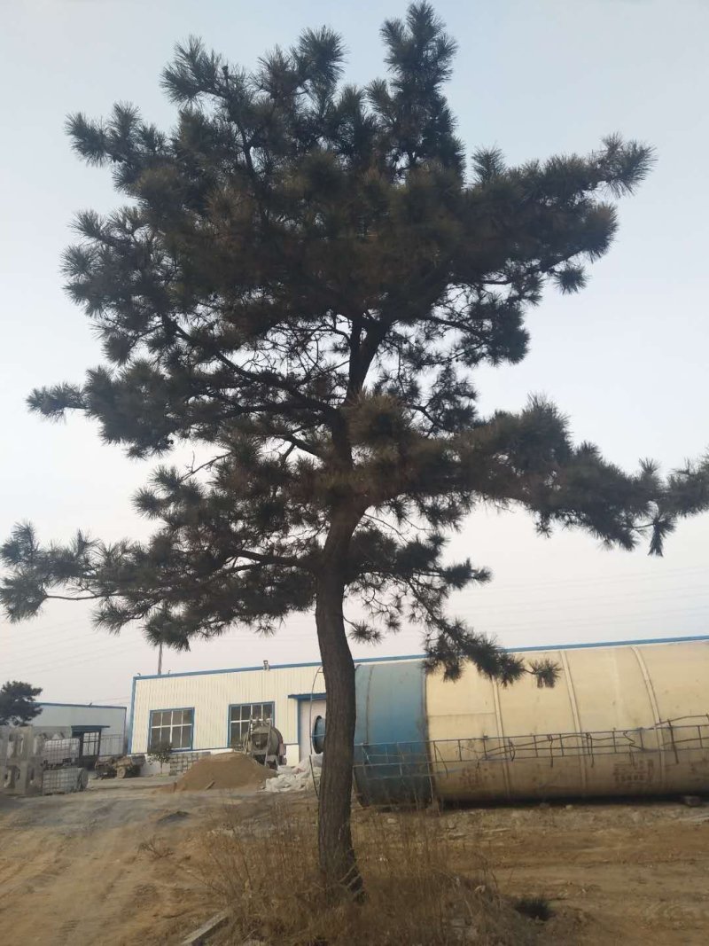 黑松。庄重大方。聚财保平安。企业大院。政府机关。公园首先