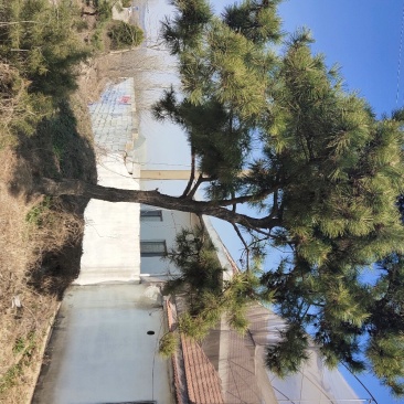 黑松。庄重大方。聚财保平安。企业大院。政府机关。公园首先