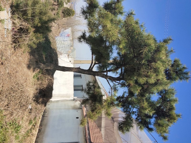 黑松。庄重大方。聚财保平安。企业大院。政府机关。公园首先