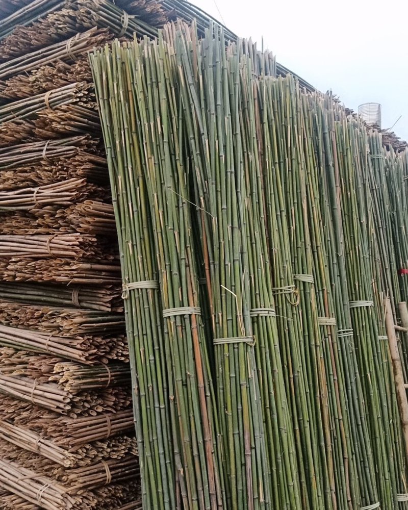 竹子，杉干