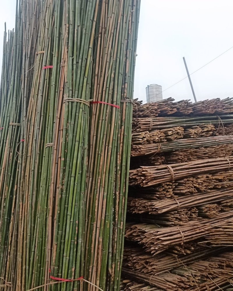 竹子，杉干