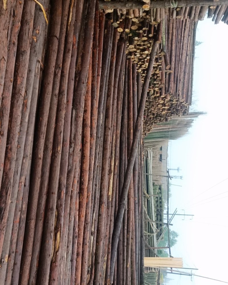 竹子，杉干