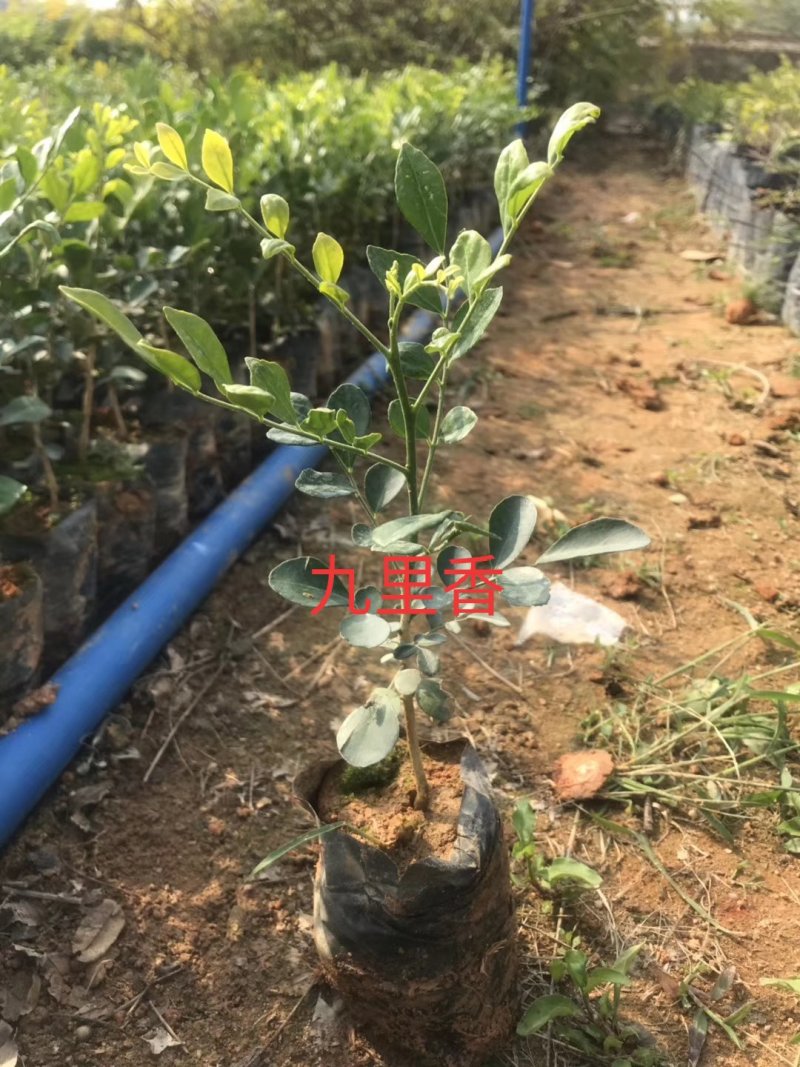 黄花梨树苗九里香袋苗桂花树苗广州苗圃批发绿化苗木