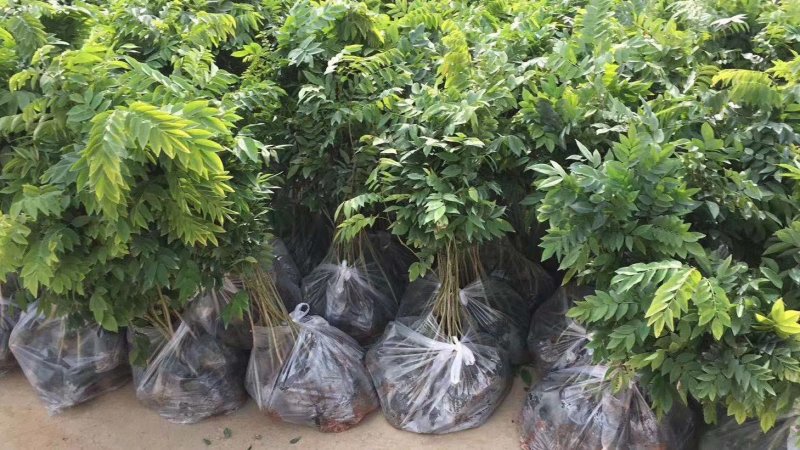 黄花梨树苗九里香袋苗桂花树苗广州苗圃批发绿化苗木