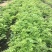 黄花梨树苗九里香袋苗桂花树苗广州苗圃批发绿化苗木