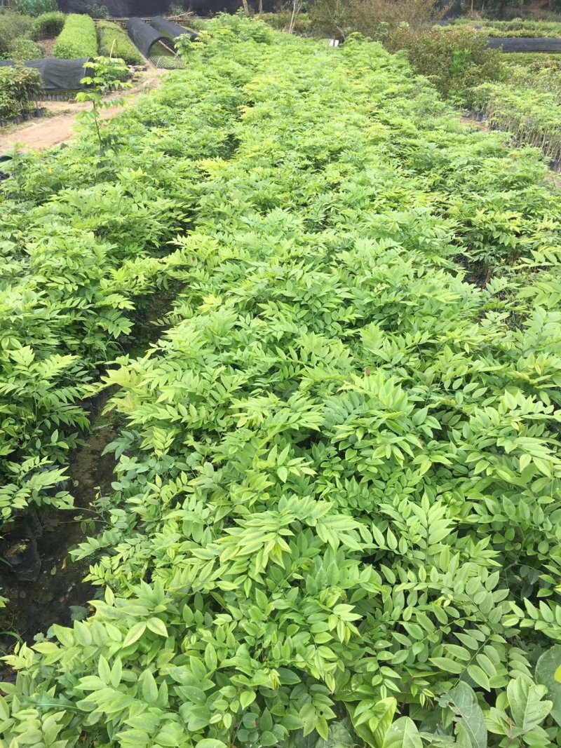 黄花梨树苗九里香袋苗桂花树苗广州苗圃批发绿化苗木