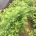 黄花梨树苗九里香袋苗桂花树苗广州苗圃批发绿化苗木