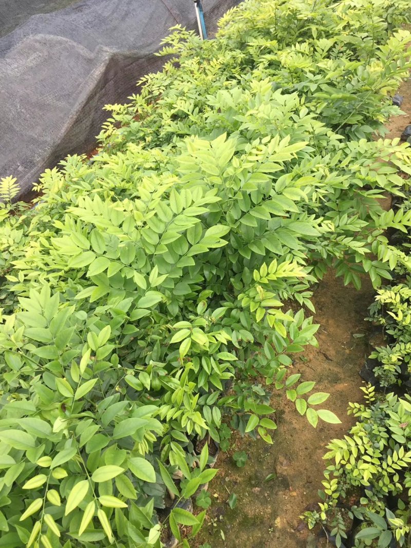 黄花梨树苗九里香袋苗桂花树苗广州苗圃批发绿化苗木