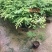 黄花梨树苗九里香袋苗桂花树苗广州苗圃批发绿化苗木