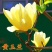 四季玉兰树苗红玉兰白玉兰花盆栽紫玉兰耐冻