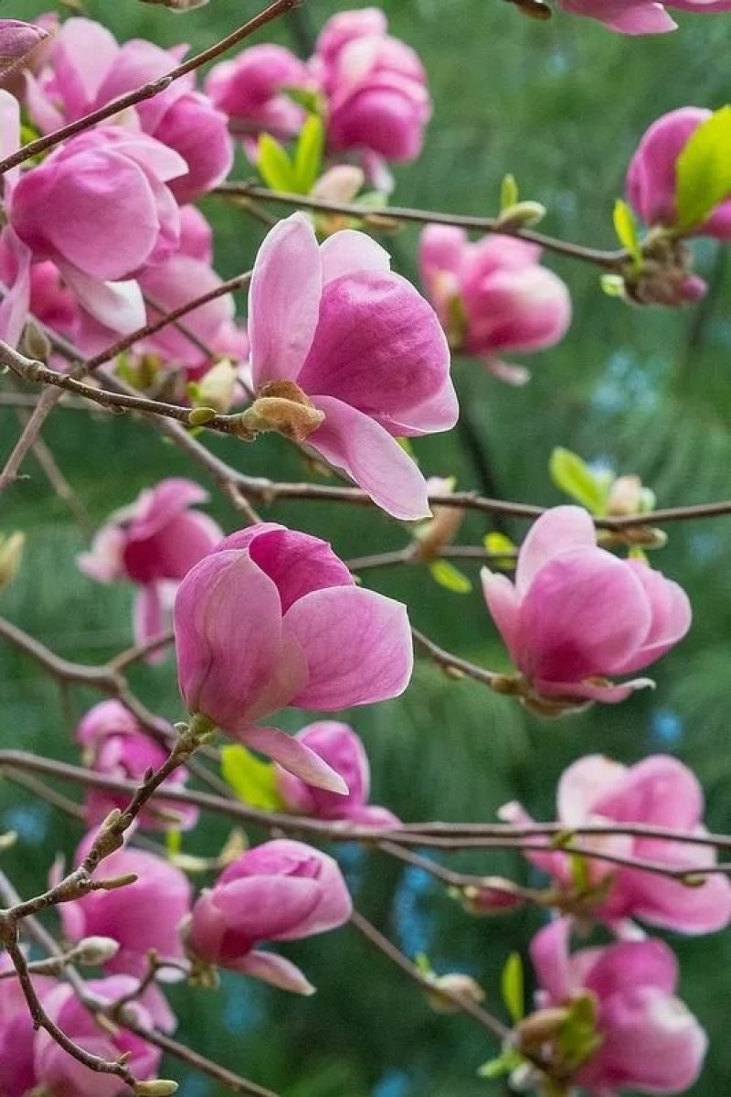 四季玉兰树苗红玉兰白玉兰花盆栽紫玉兰耐冻