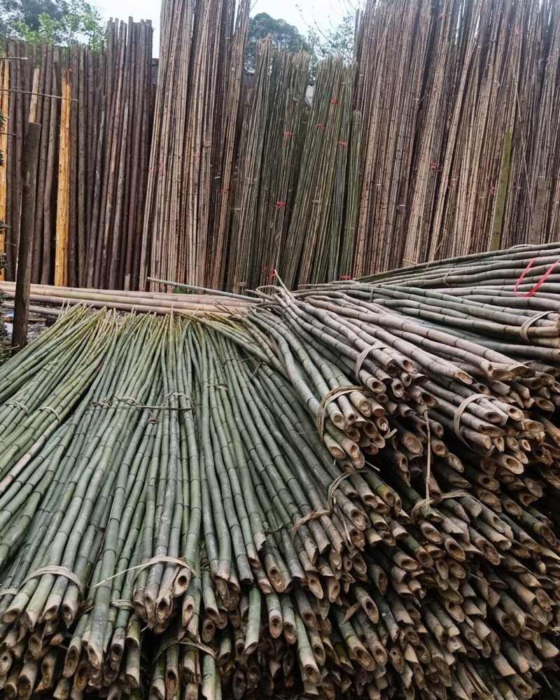 竹子，杉干