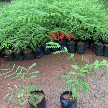 凤凰木树苗（红花楹）宫粉紫荆幌伞枫园林绿化观花植物