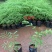 凤凰木树苗（红花楹）宫粉紫荆幌伞枫园林绿化观花植物