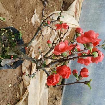 海棠花苗盆景海棠庭院阳台种植观叶观花植物