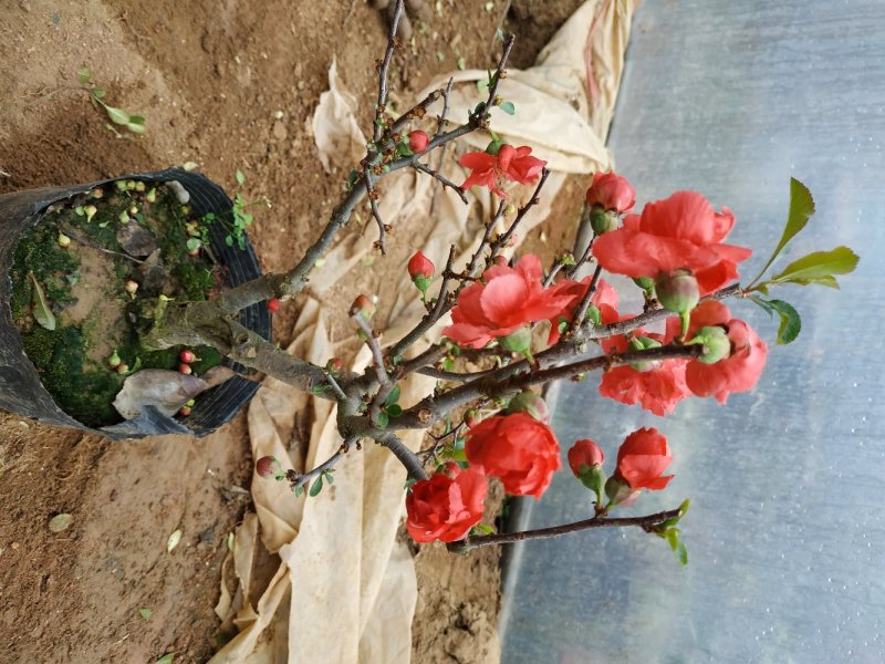 海棠花苗盆景海棠庭院阳台种植观叶观花植物