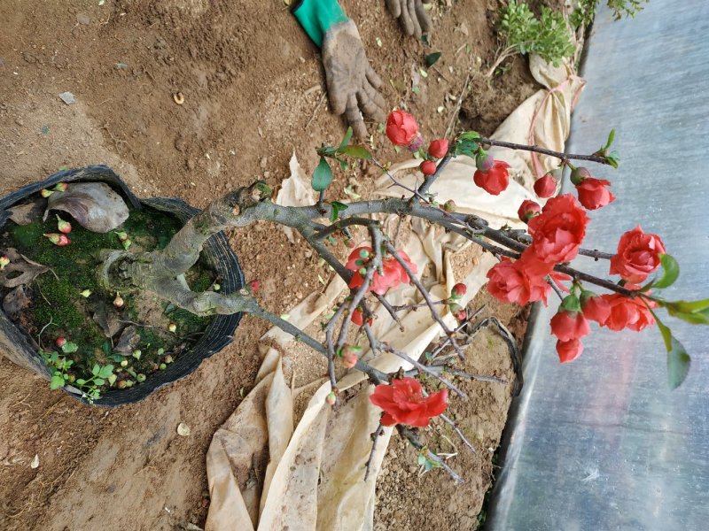 海棠花苗盆景海棠庭院阳台种植观叶观花植物