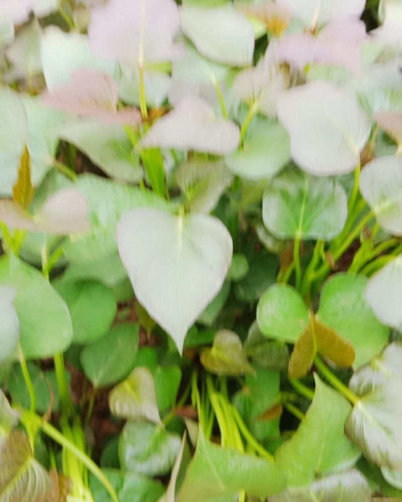 河南原阳红薯苗基地西瓜红薯苗支持线上交易单垄单行苗子粗壮