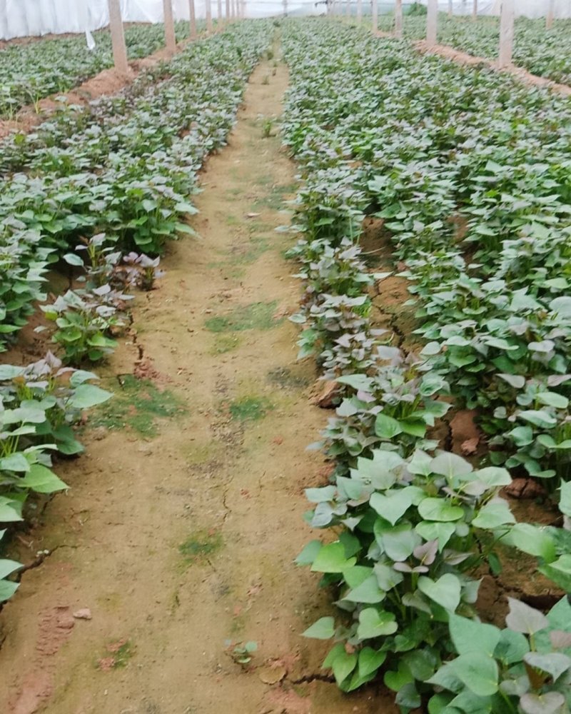 河南原阳红薯苗基地西瓜红薯苗支持线上交易单垄单行苗子粗壮