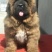 藏獒幼犬