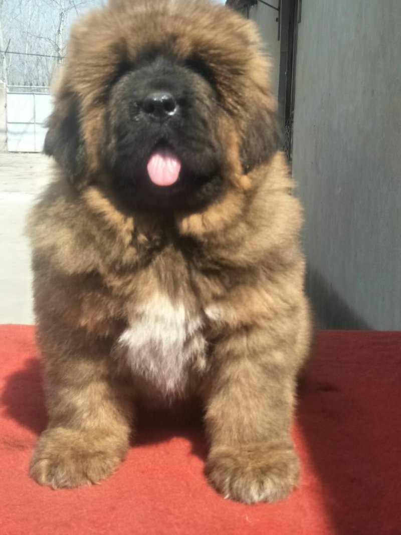 藏獒幼犬