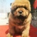 藏獒幼犬