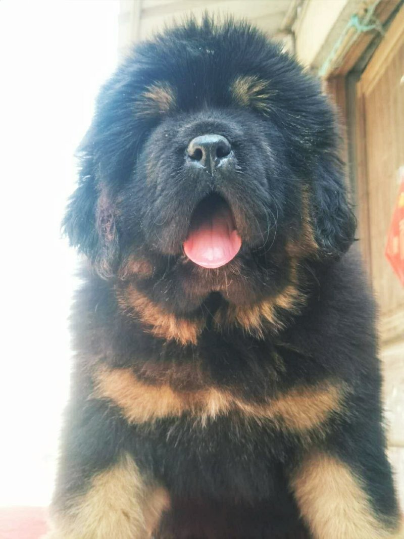 藏獒幼犬